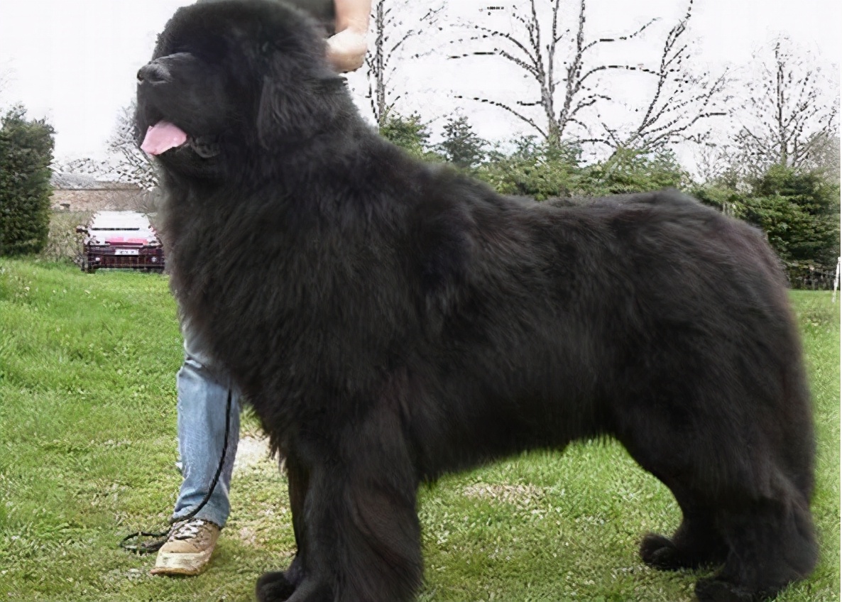 禁养犬名单公布你家狗在其中吗,土狗为什么列为禁养犬