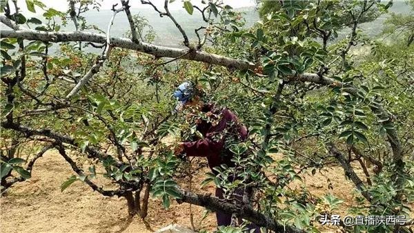 韩城的花椒在哪摘 (韩城花椒哥家椒客们忙着摘花椒)