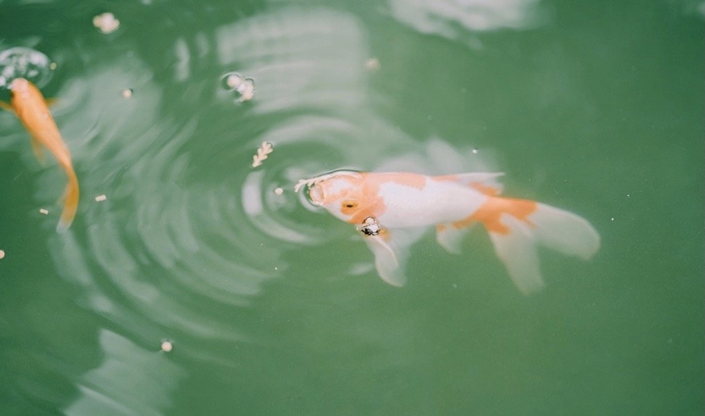 西安五天四夜旅游攻略大雁塔,西安白天适合去哪里玩大雁塔