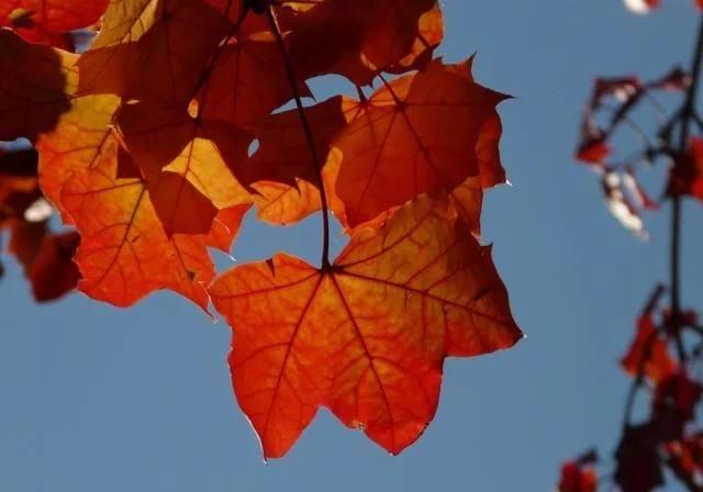 十二星座智商排名射手,12星座射手最聪明