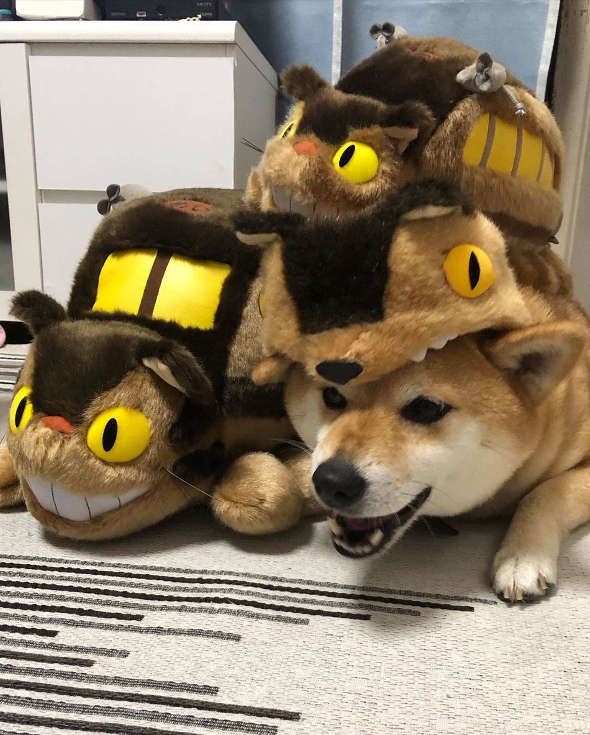 被砖头压住了!影帝柴犬超入戏25个连自己也骗倒的瞬间