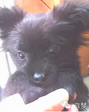 宠物去世你还会再养一只吗,狗狗病死还想再养一只