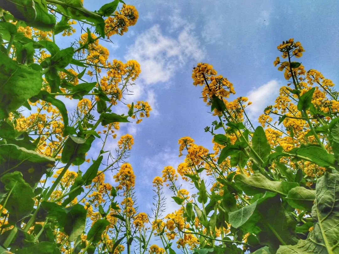 推介乡村旅游精品线路,2020年全国精品乡村旅游路线