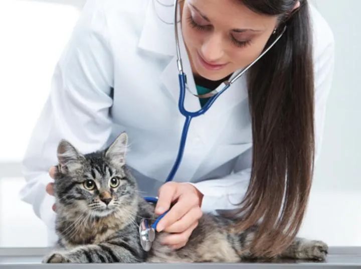 猫咪绝育后还能配猫吗,猫咪绝育冷知识