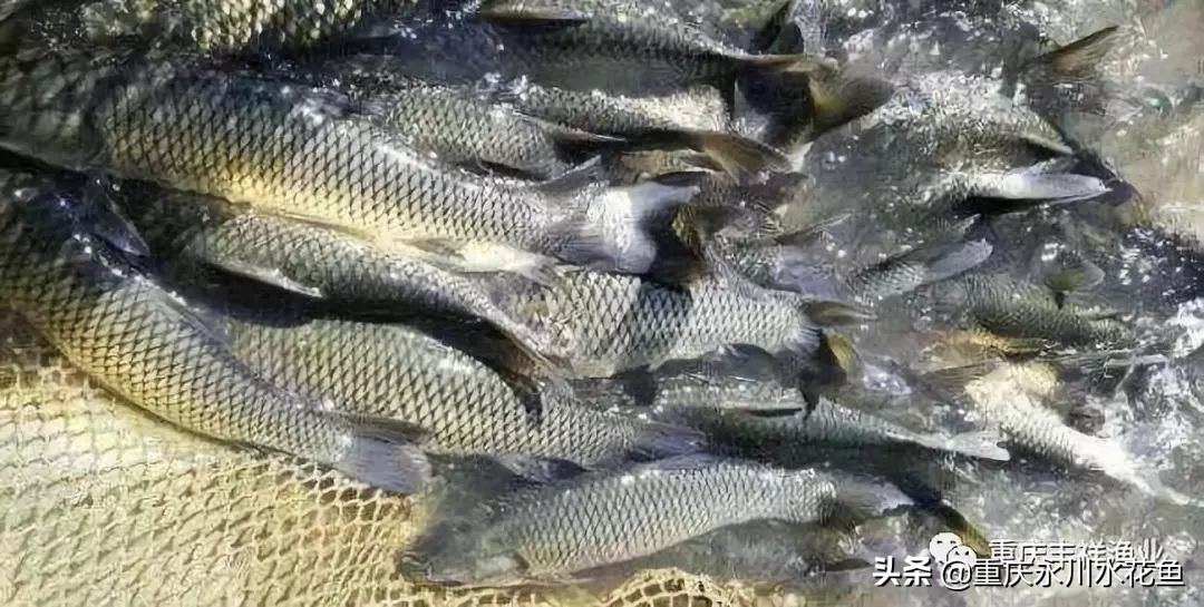 草鱼人工注射疫苗操作的十二要点