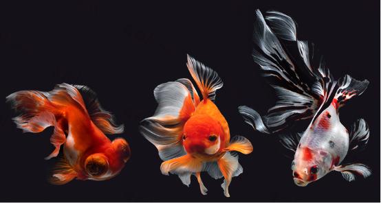 爆藻泰狮金鱼,金鱼缸爆藻的正确方法