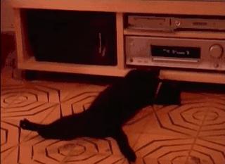 猫在床上尿臭味怎么消除,猫咪放了屁整个身子都臭