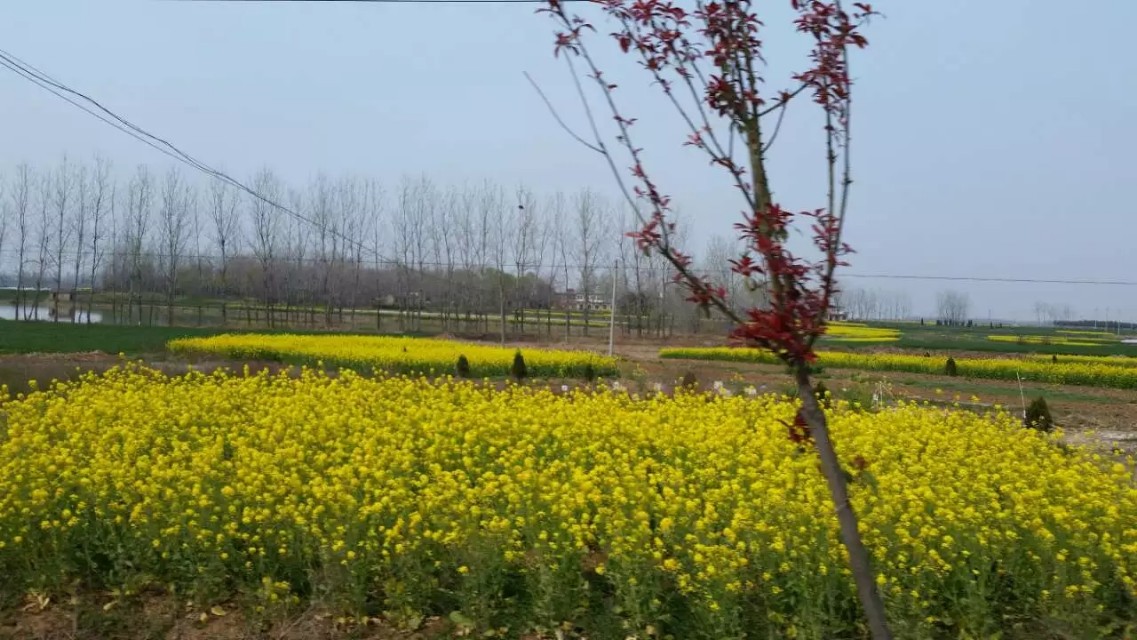 钓鱼王美人鱼佳钓尼鱼线测评,美人鱼鱼竿和佳钓尼哪个好