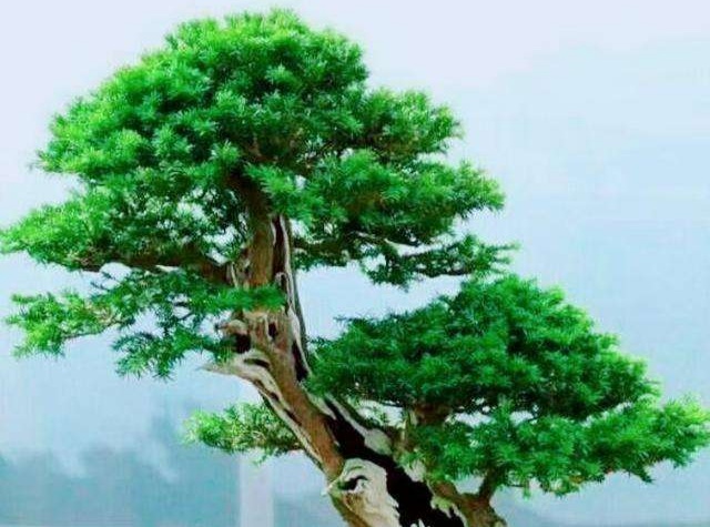 关于红豆杉的栽培与管理,观赏性红豆杉怎么修剪好看