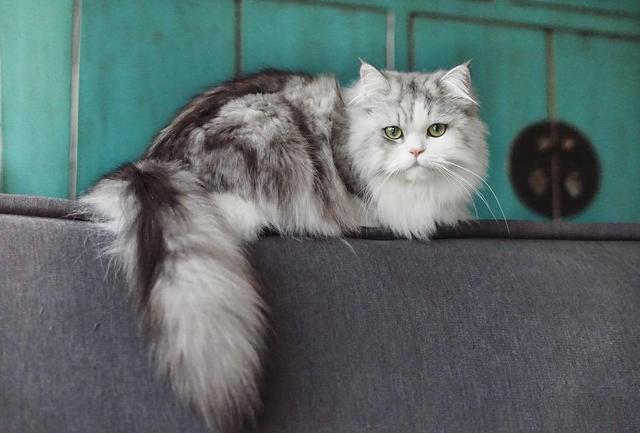 猫误食绳子怎么办,猫吞食异物会立刻有反应么