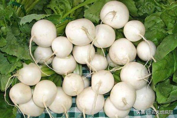 民间俗称诸葛菜,民间所称的诸葛菜