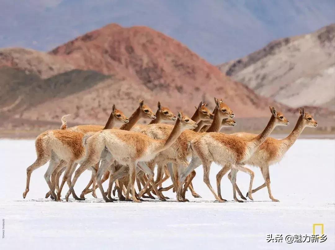 摄影欣赏:大开眼界,美国国家地理拉美官网的精彩大片