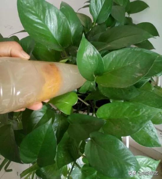 绿萝不会换盆怪不得长得小又黄叶,绿萝这么养不烂根不黄叶爆长新叶