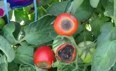 冬春大棚番茄病害怎么防治,番茄早春茬病虫害