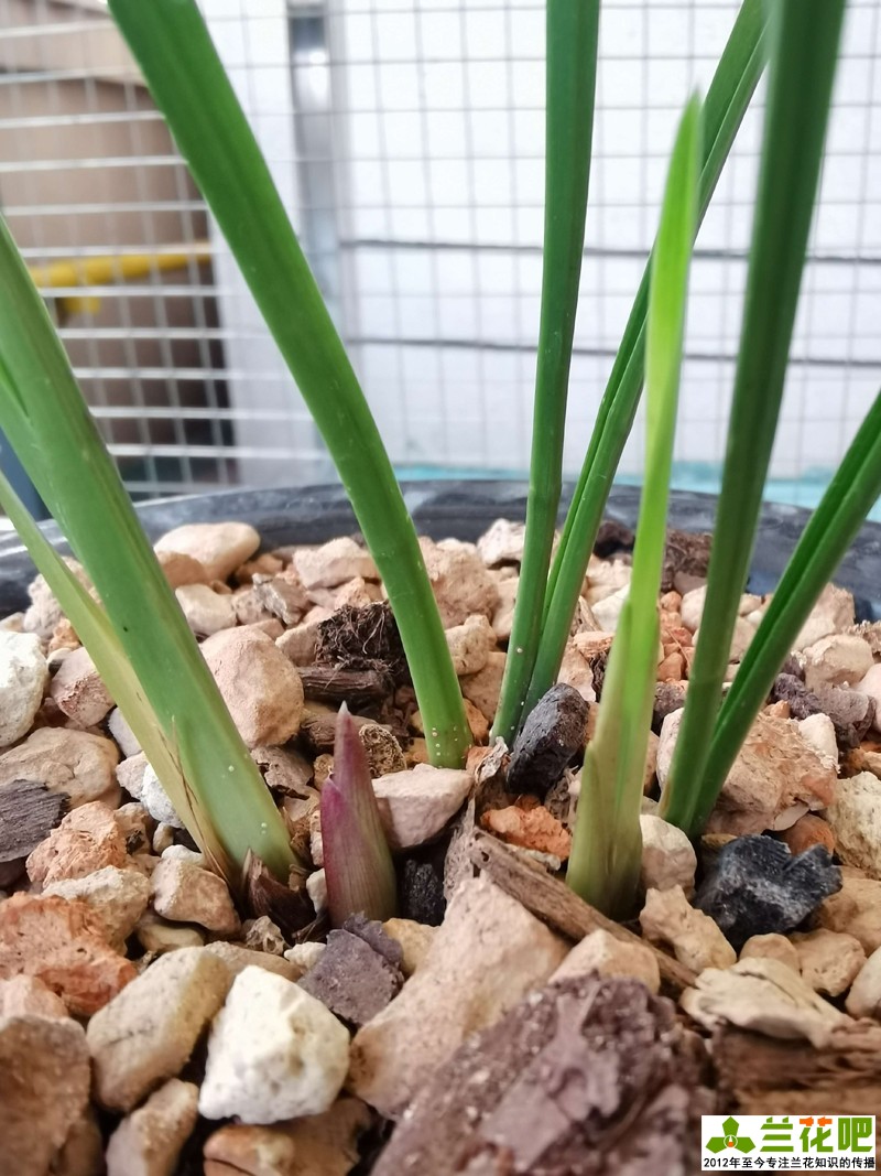 兰花是喜湿还是喜干怎么浇水,湿植料种兰花要马上浇水吗