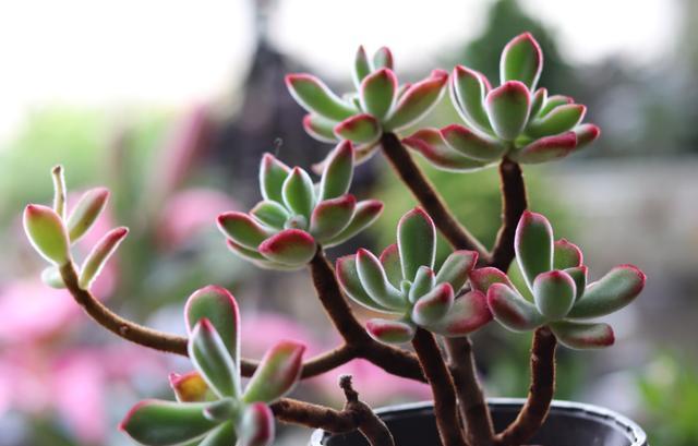 如何养殖多肉新手养多肉注意事项,新手养多肉最好方法40字