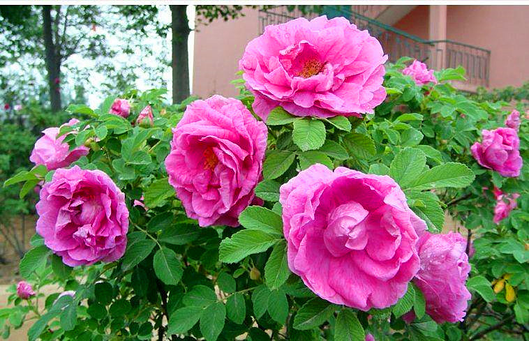 玫瑰花怎么养可以越养越好,玫瑰花怎么养才能长得快又茂盛