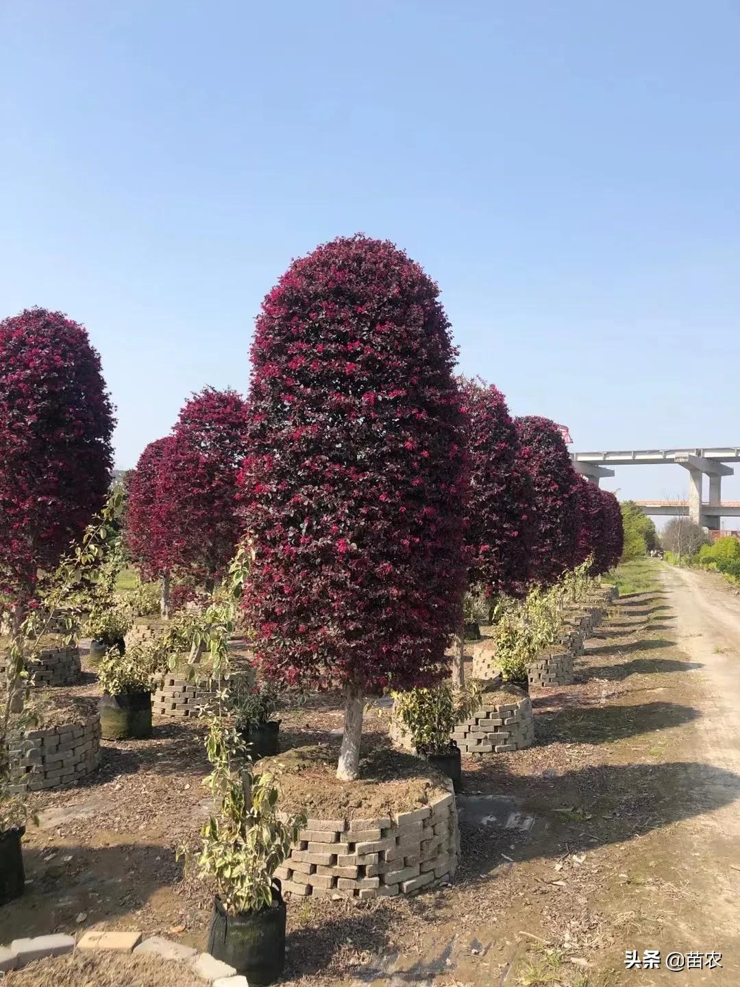 红花檵木小老桩批发,精品红花檵木老桩盆景