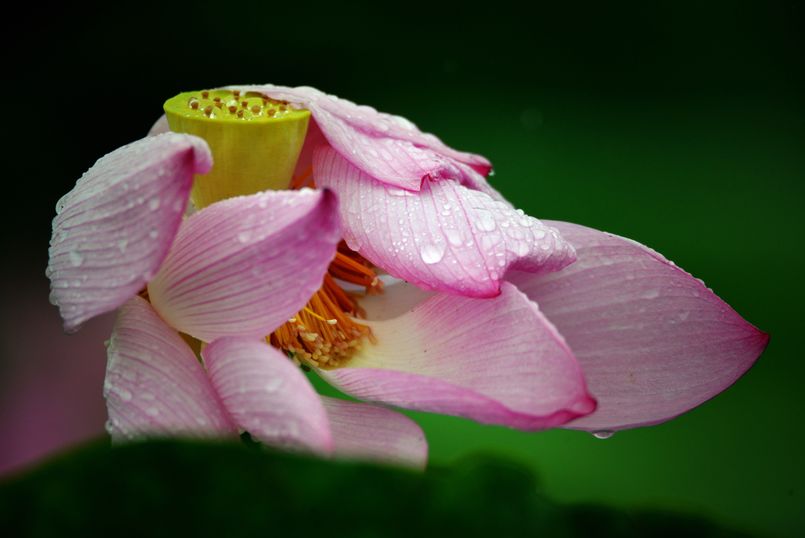 常德，那些惊艳夏日的荷花