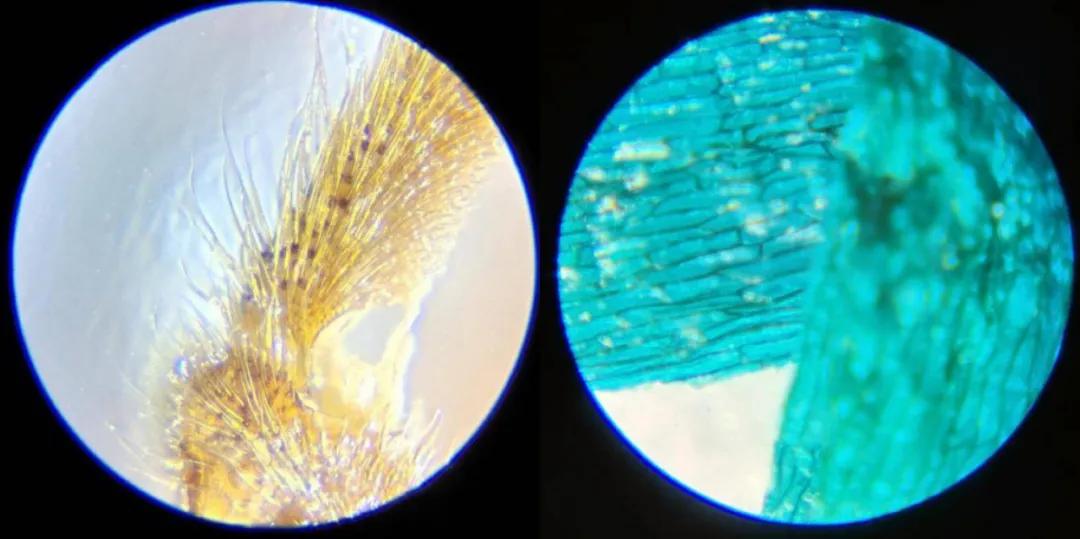 巴掌大的儿童显微镜，竟是NASA空间站望远镜的“弟弟”？