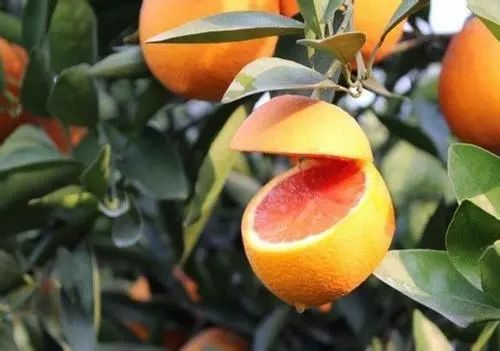 来凤鱼璧山兔蔡家店,来凤鱼璧山兔正宗做法