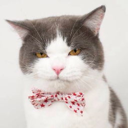 猫粮需要倒满吗,猫粮不要囤太多