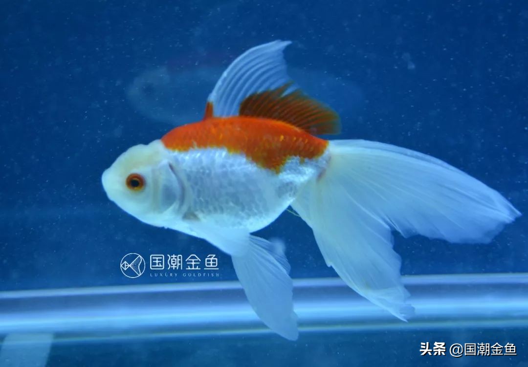 草种金鱼的饲养技术与方法图解,草金鱼裸缸养鱼好还是造景缸养好