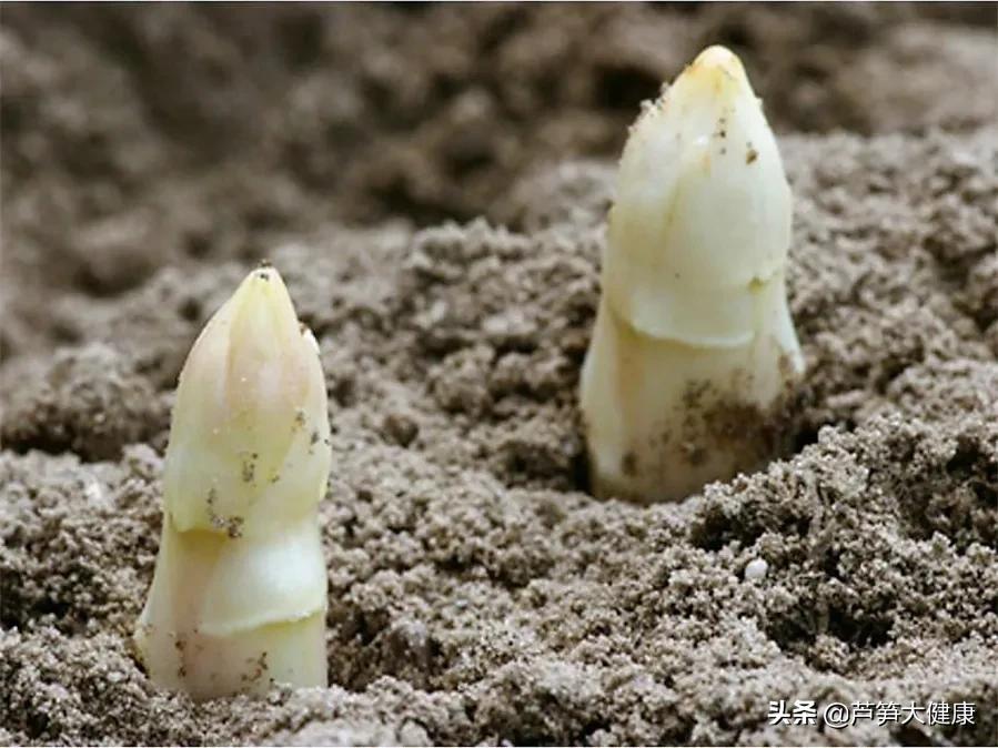 蔬菜之王芦笋在春天吃最应景,芦笋蔬菜