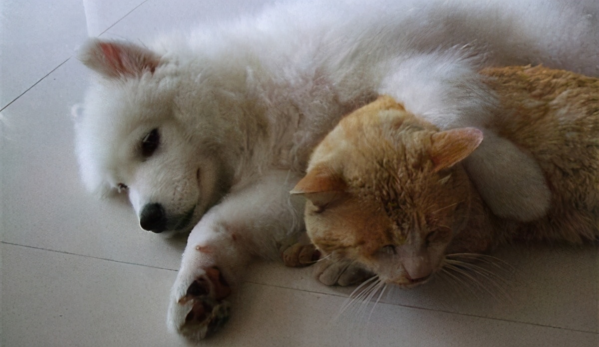 半年内接种过狂犬疫苗再次被咬伤,猫头鹰咬伤是否可以接种狂犬疫苗