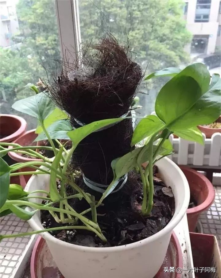 绿萝为什么叶子越来越小,绿萝为啥叶子越养越小