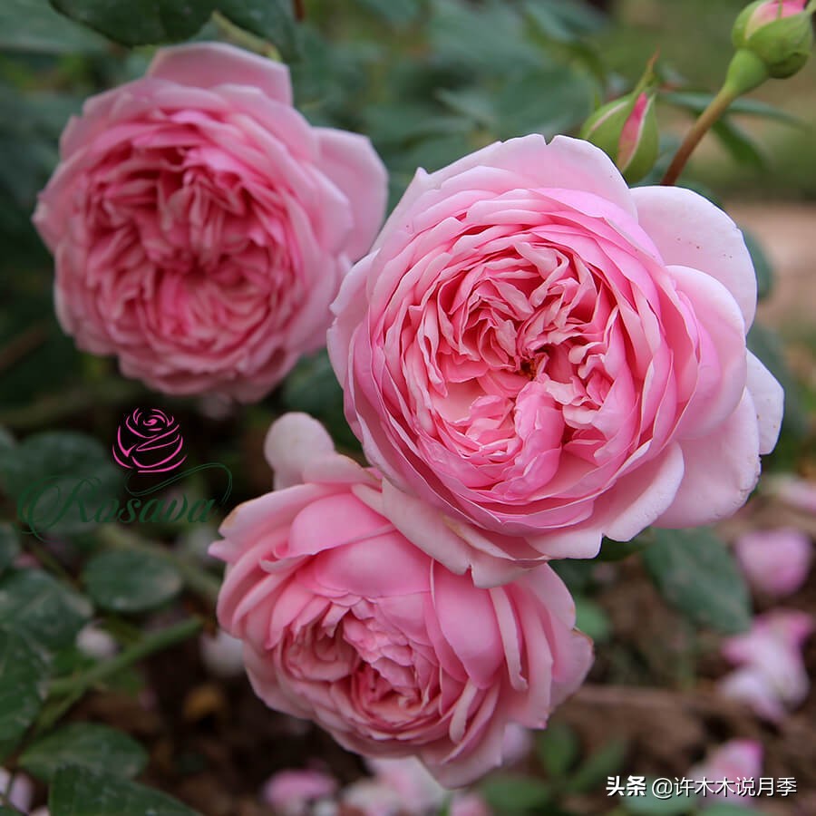 月季生病了可以不喷药自愈吗 (月季如何避免少生病)