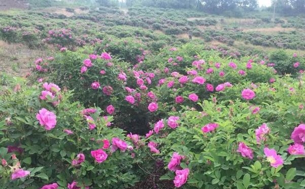 通化市五道江玫瑰谷,吉林逸香源旅游开发有限公司