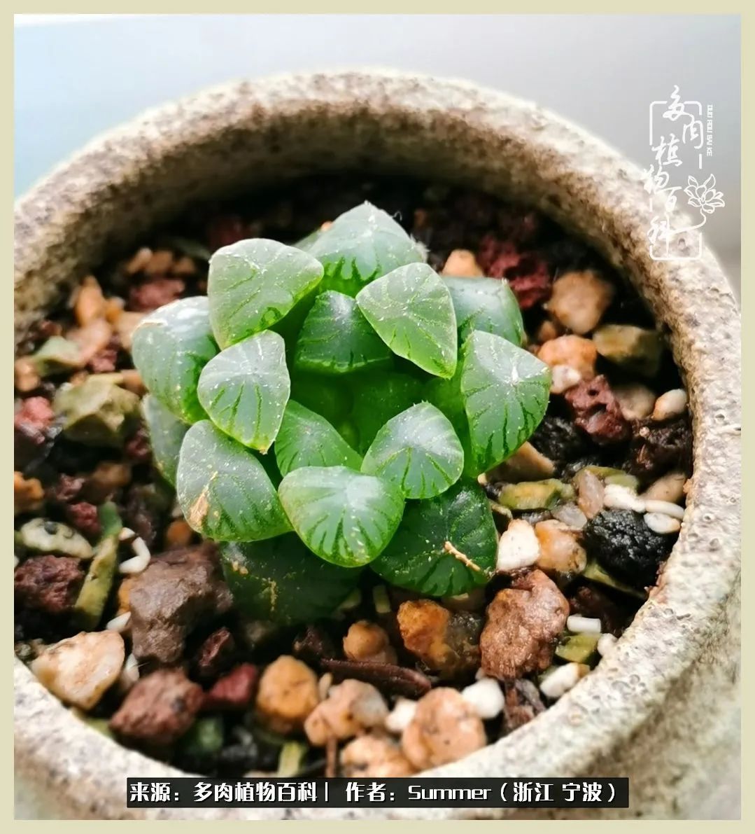 多肉小白新手入门,多肉新手上路请多指教