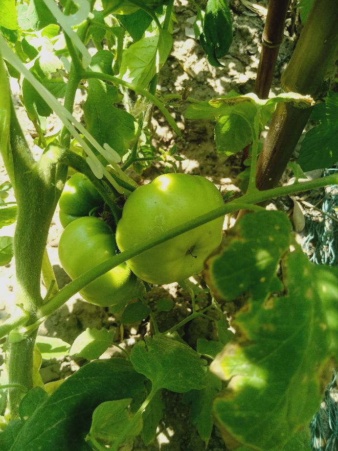 樱桃番茄最好的颜色,樱桃番茄挑选