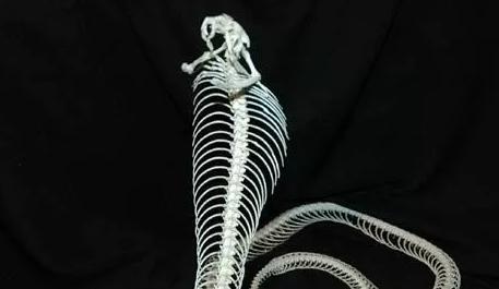 4米剧毒眼镜王蛇,为啥眼镜王蛇这么大又有剧毒