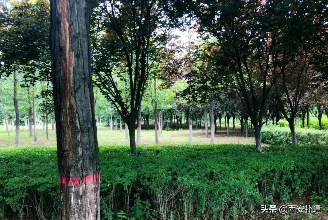 浐灞国家湿地公园最美地方,浐灞湿地公园有啥好玩的