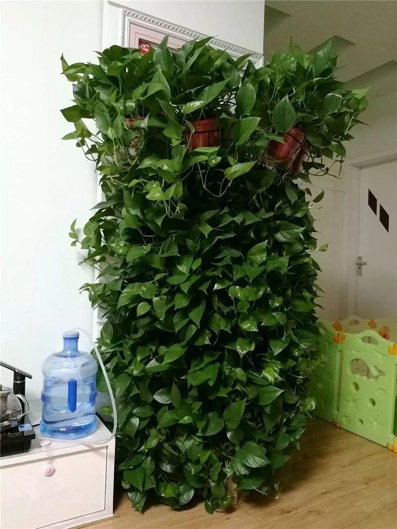 绿萝黄叶什么原因用什么办法解决,绿萝黄叶的原因及解决方法