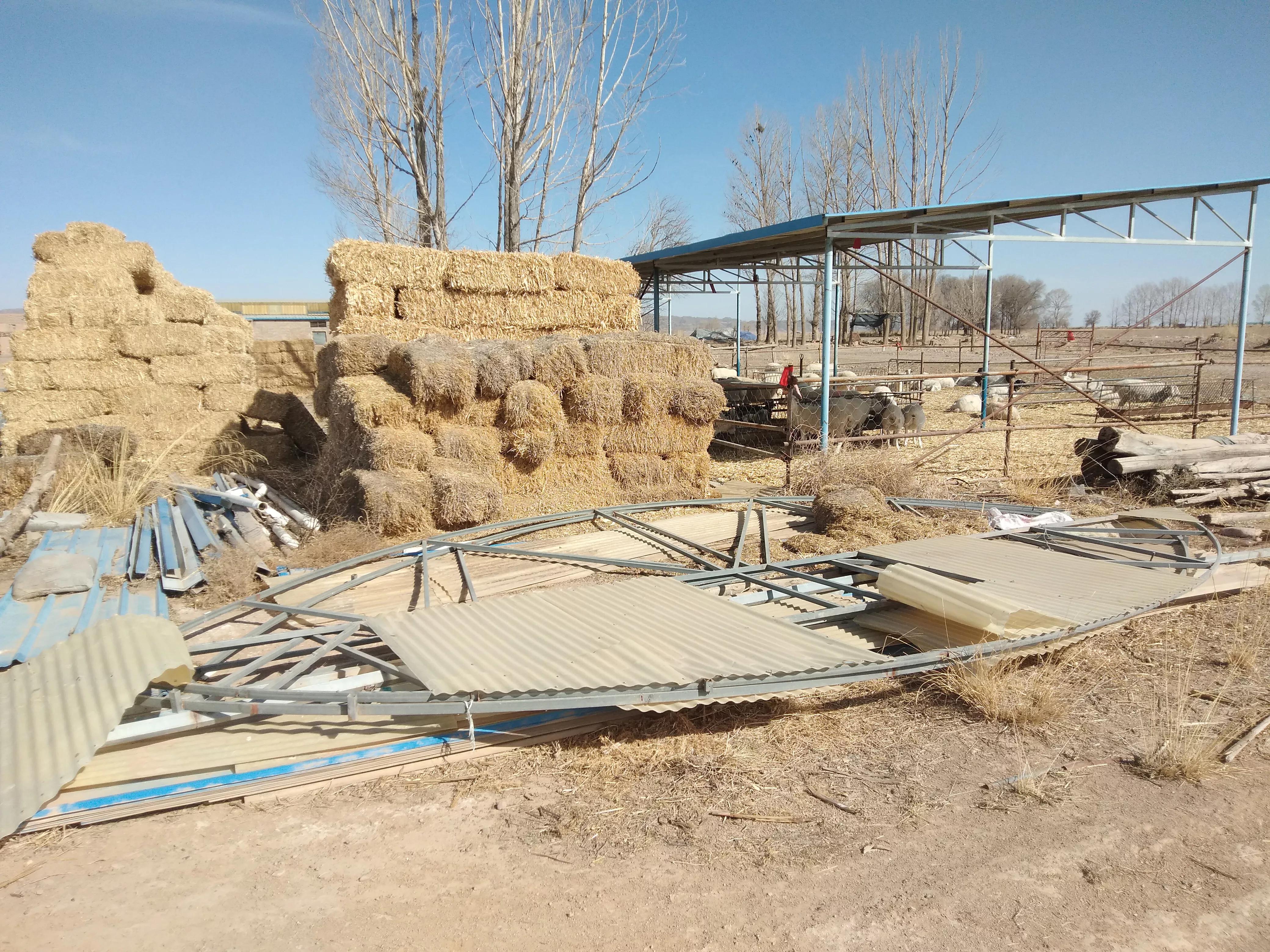 新手养羊做好这五点想不赚钱都难,养羊最赚钱的方法是什么