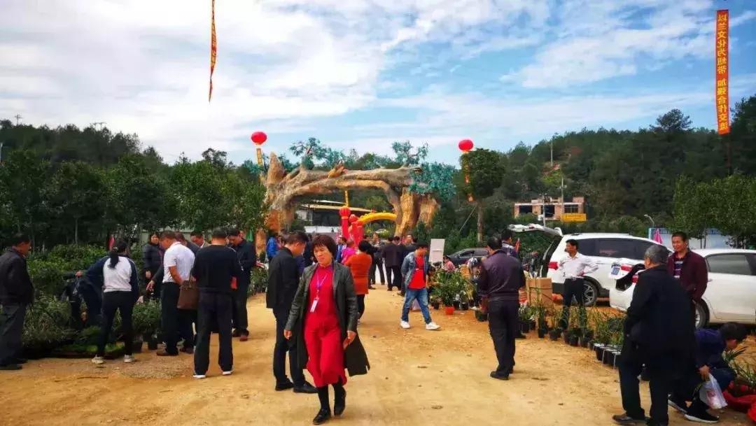 精品寒兰展,福建连城寒兰节