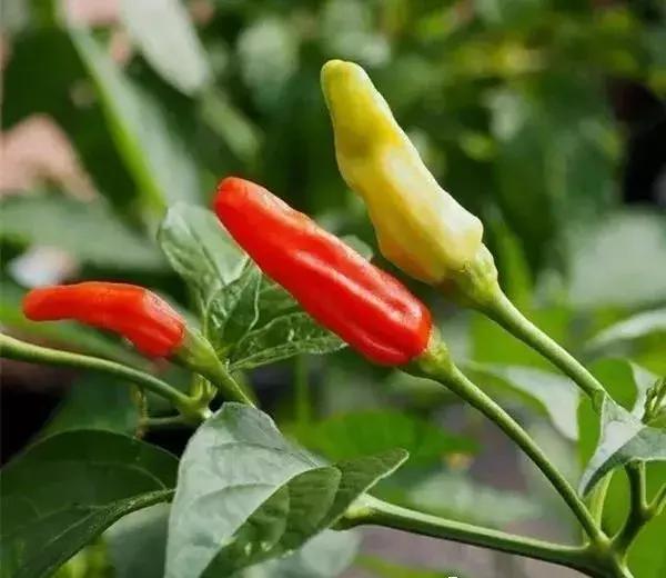 全世界辣椒排行榜前十,世界上十大辣椒排行榜