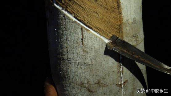 云南中胶永生乳胶,乳胶体验馆西双版纳