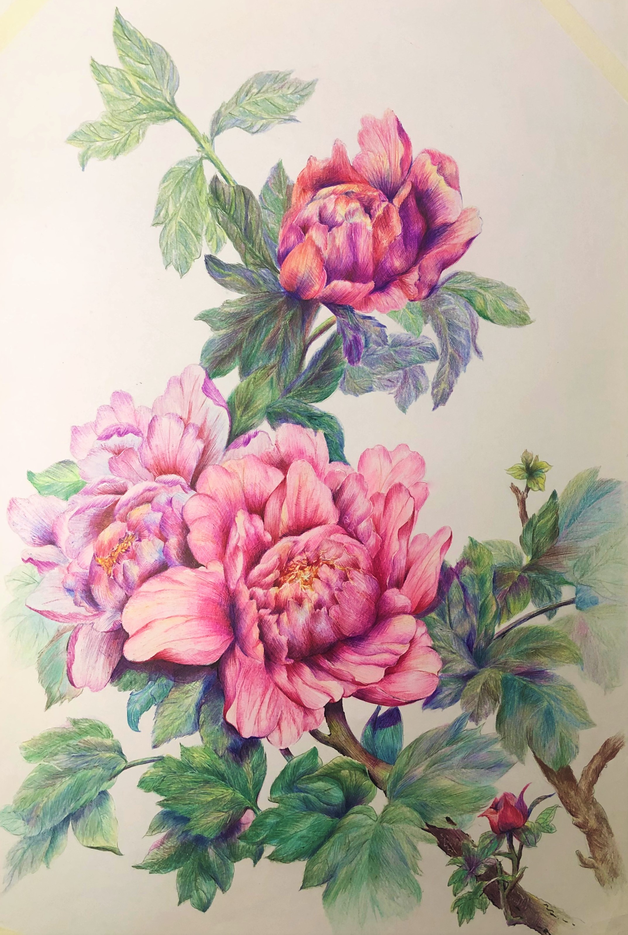 圆珠笔画牡丹教学,圆珠笔画牡丹的画法