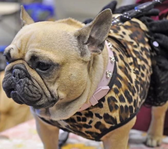 宠物百科澳洲牧牛犬,蓝色法国斗牛犬优缺点