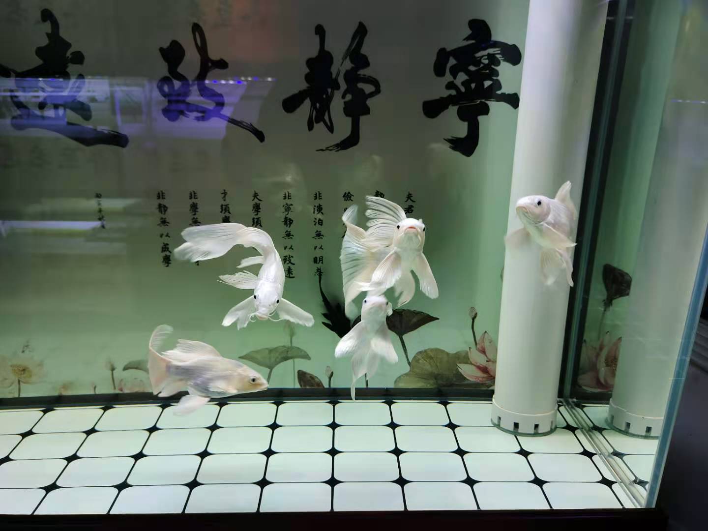 冷水鱼什么季节买最好,冬天买冷水鱼如何过水