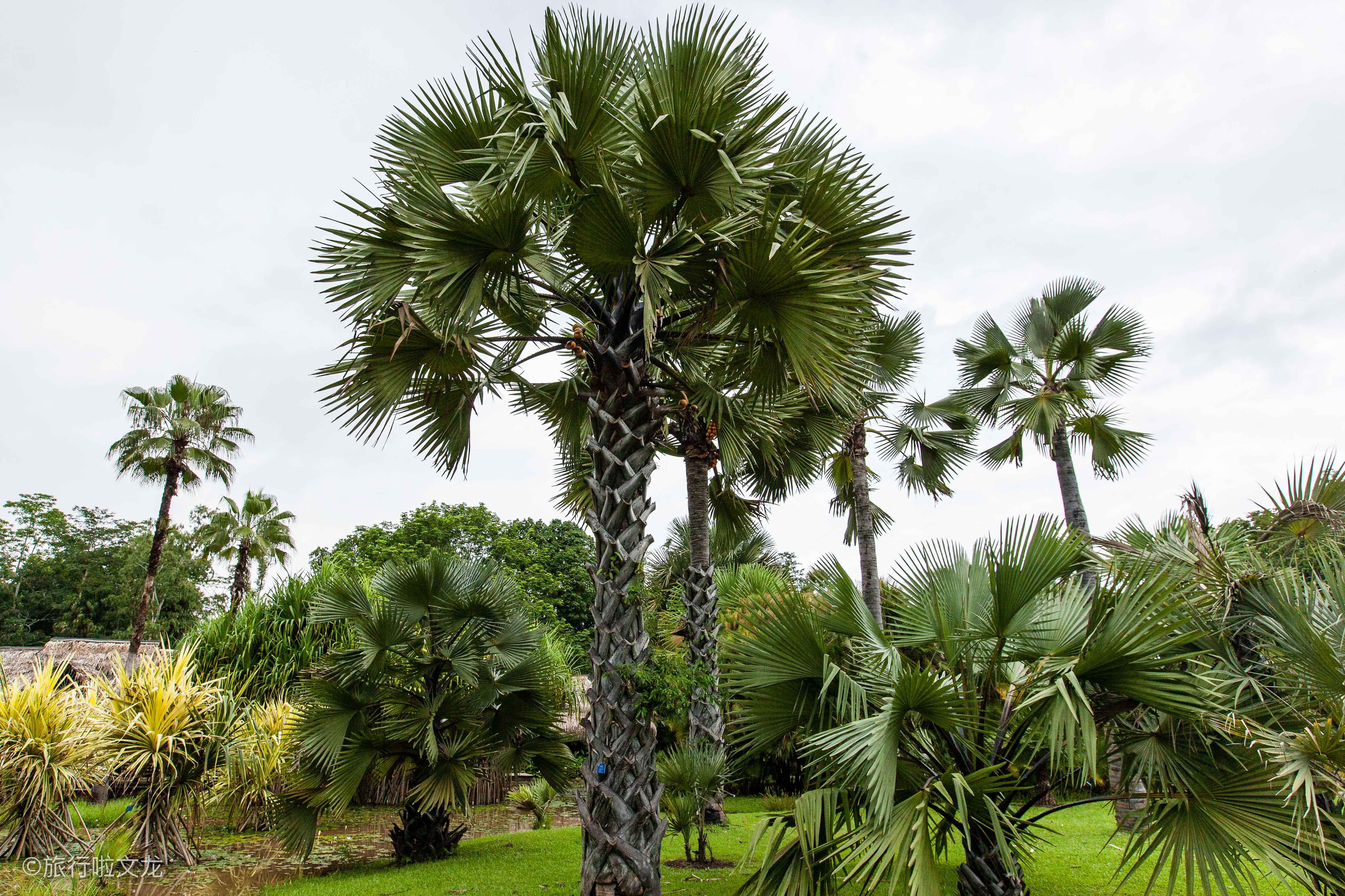 科学院西双版纳雨林海拔高度,中科院西双版纳勐仑热带植物园