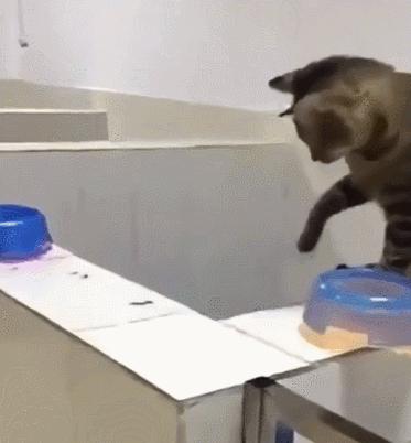 好不容易养大的猫被猪拱了,猫为什么喜欢被猪拱