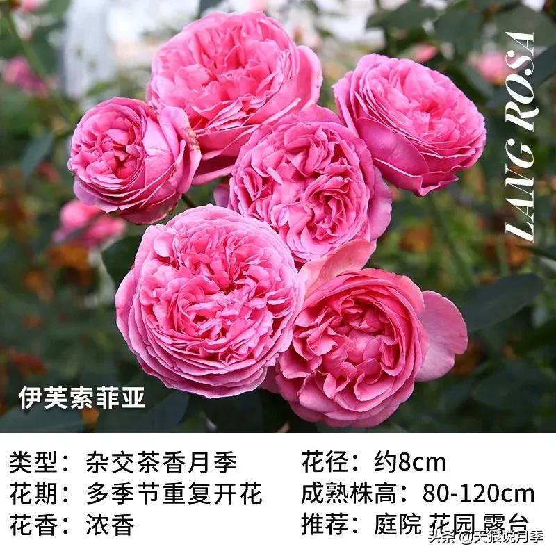 月季控对美的极致追求，尽在伊芙系列