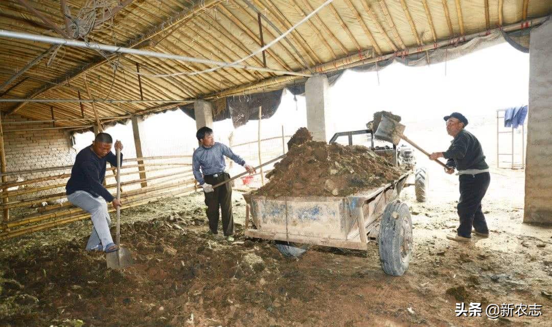 靠鸡粪年入百万,收集粪便一年能赚200万