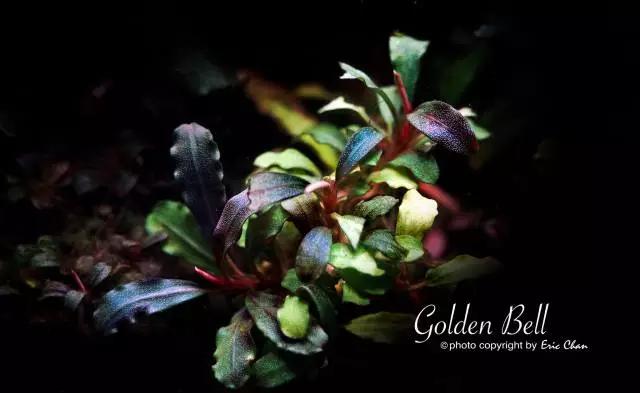 卡佩特k5辣椒榕为什么这么贵,辣椒榕k5为什么贵