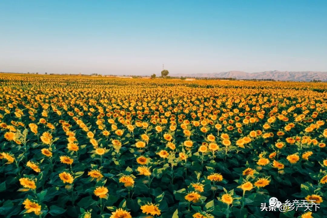 洽洽食品发展的优势与劣势,洽洽食品加工厂